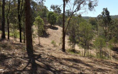 What’s Involved In Land Clearing