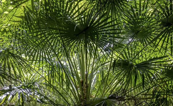 cabbage tree palm supplier brisbane