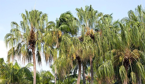 liivistona decora palm