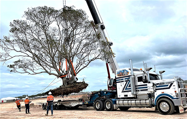 tree relocation services brisbane